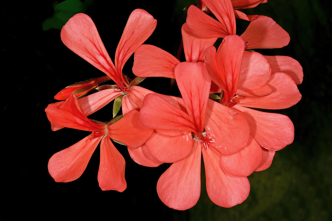 Salmon pelargonium: Pelargonium salmoneum , flowers; Kirstenbosch National Botanical Garden, Cape Town, Western Cape, South Africa
