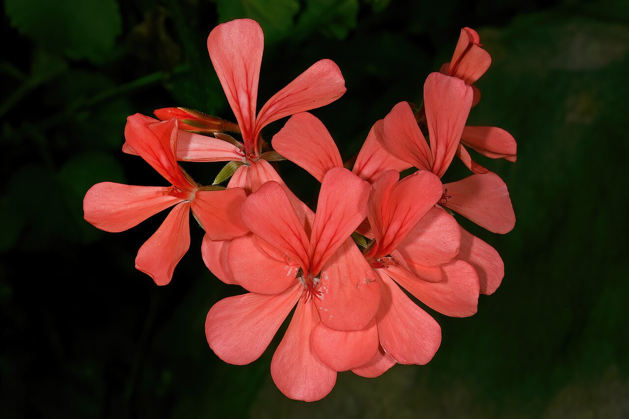 Salmon pelargonium: Pelargonium salmoneum , flowers; Kirstenbosch National Botanical Garden, Cape Town, Western Cape, South Africa