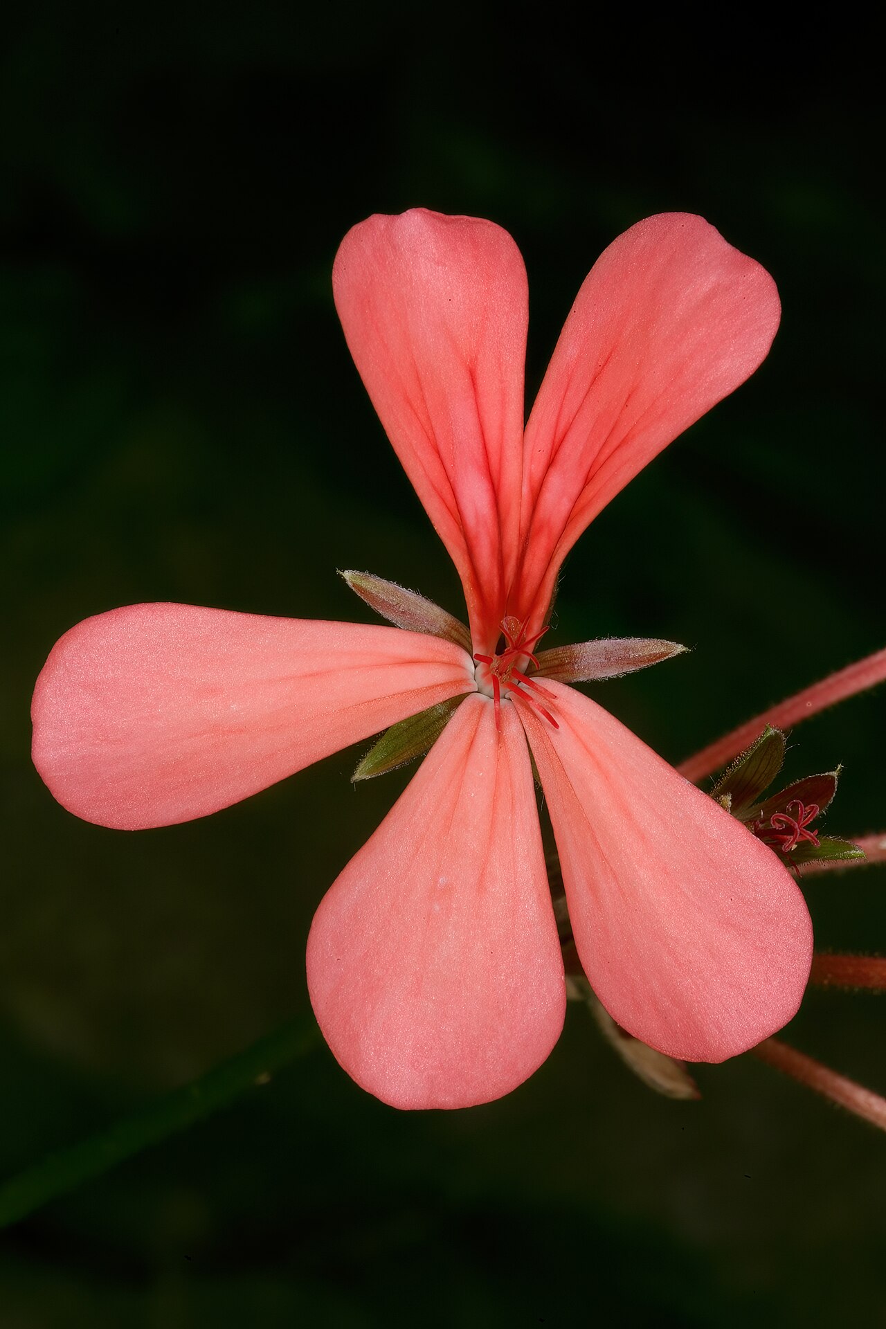 Salmon pelargonium: Pelargonium salmoneum , flower; Kirstenbosch National Botanical Garden, Cape Town, Western Cape, South Africa