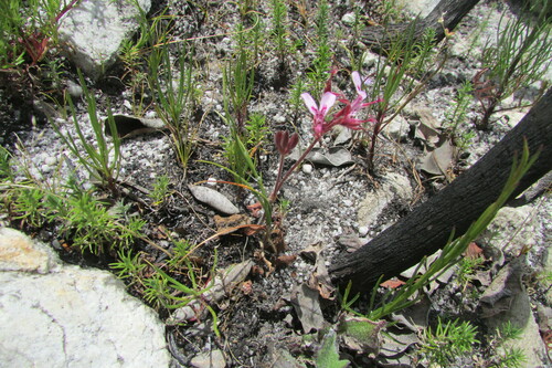 Pelargonium saxatile (Pelargonium saxatile)