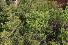 Pelargonium scabrum (Pelargonium scabrum)