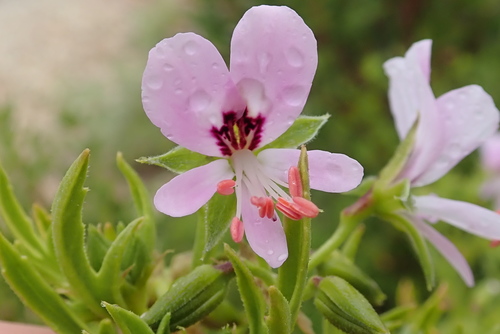 Pelargonium scabrum (Pelargonium scabrum)