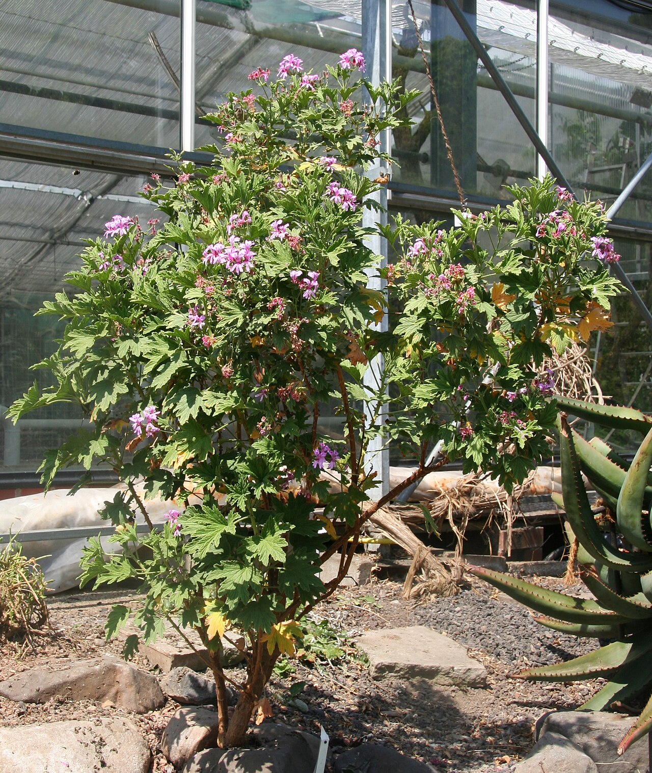 Pelargonium scabrum: Pelargonium scabrum im Botanischen Garten Dresden