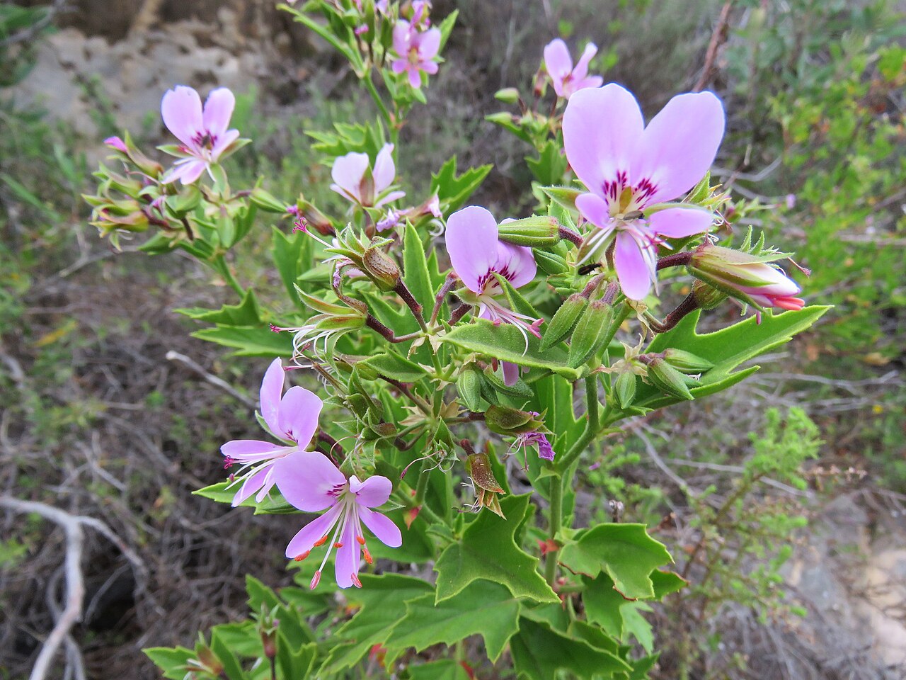Pelargonium scabrum: Rough-leaved pelargonium, three-pointed pelargonium or Pelargonium scabrum, photographed by Ronald Flipphi, on 7 October 2019, along the footpath to the Sederbe