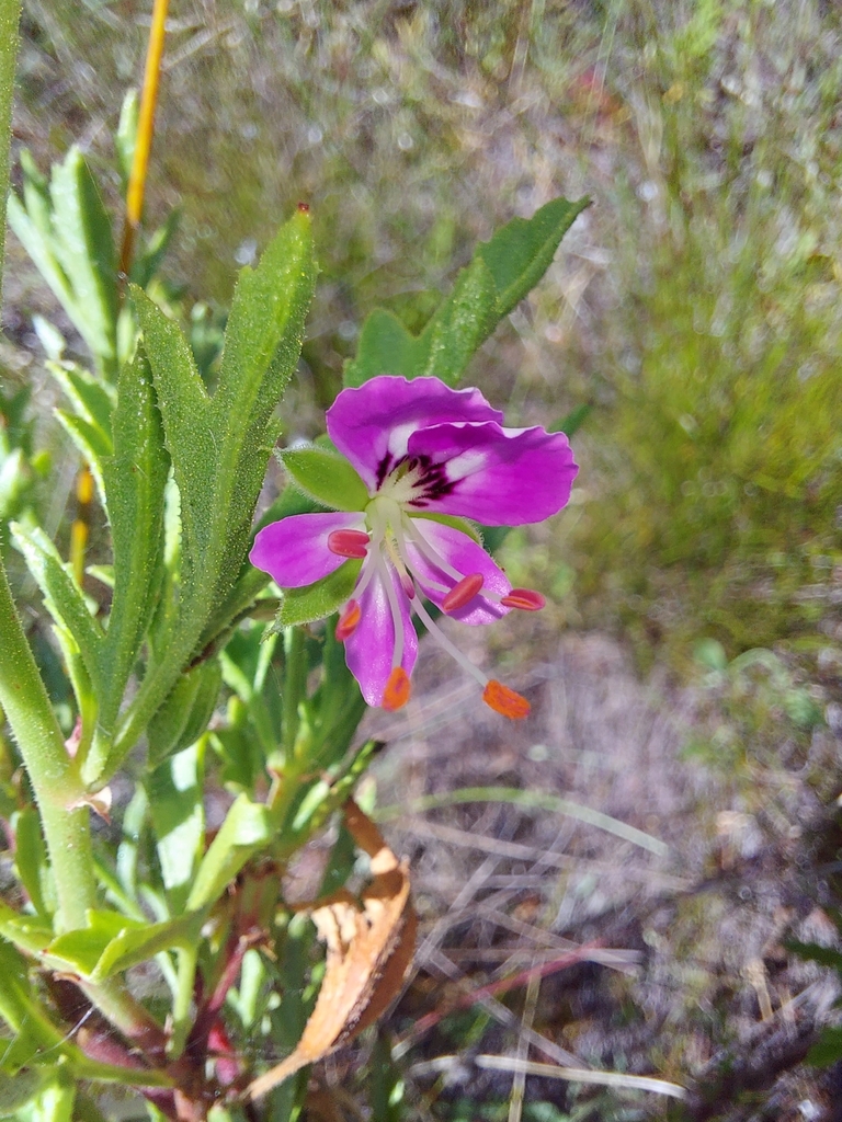 Pelargonium scabrum (Pelargonium scabrum)
