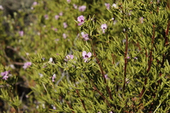 Pelargonium scabrum (Pelargonium scabrum)
