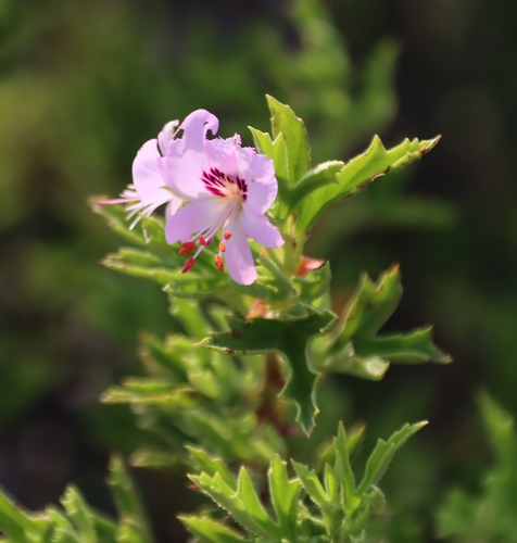 Pelargonium scabrum (Pelargonium scabrum)