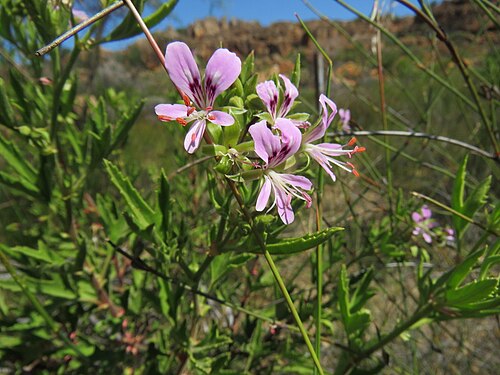 Pelargonium scabrum: Rough-leaved pelargonium, three-pointed pelargonium or Pelargonium scabrum, photographed by Ronald Flipphi, on 5 October 2019, at the memorial along the R-364 r