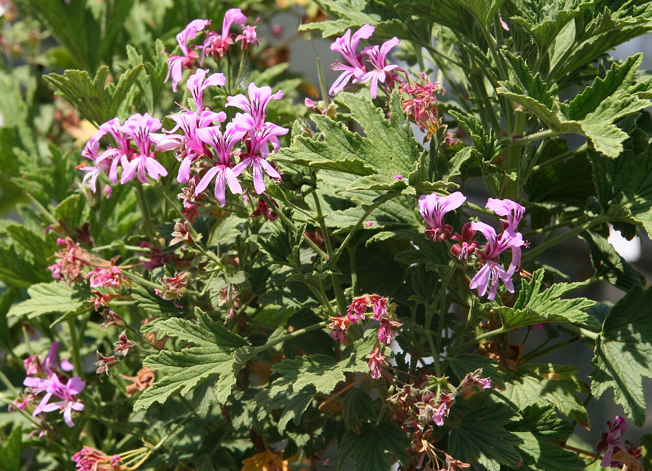 Pelargonium scabrum: Pelargonium scabrum im Botanischen Garten Dresden