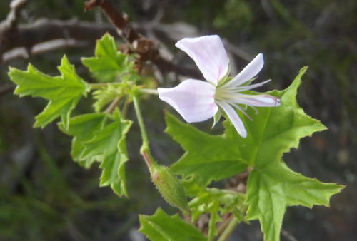 Pelargonium scabrum (Pelargonium scabrum)