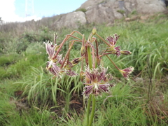 Pelargonium schizopetalum (Pelargonium schizopetalum)