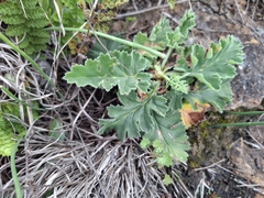 Pelargonium schizopetalum (Pelargonium schizopetalum)