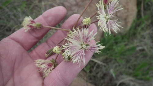 Pelargonium schizopetalum (Pelargonium schizopetalum)