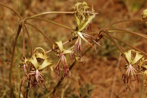 Pelargonium schizopetalum (Pelargonium schizopetalum)