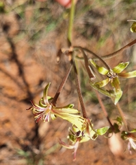 Pelargonium schizopetalum (Pelargonium schizopetalum)