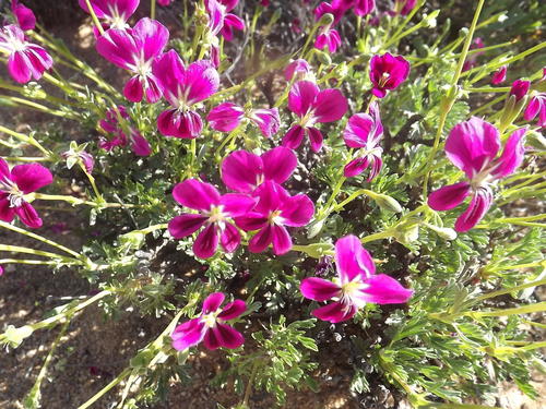 Pelargonium sericifolium (Pelargonium sericifolium)