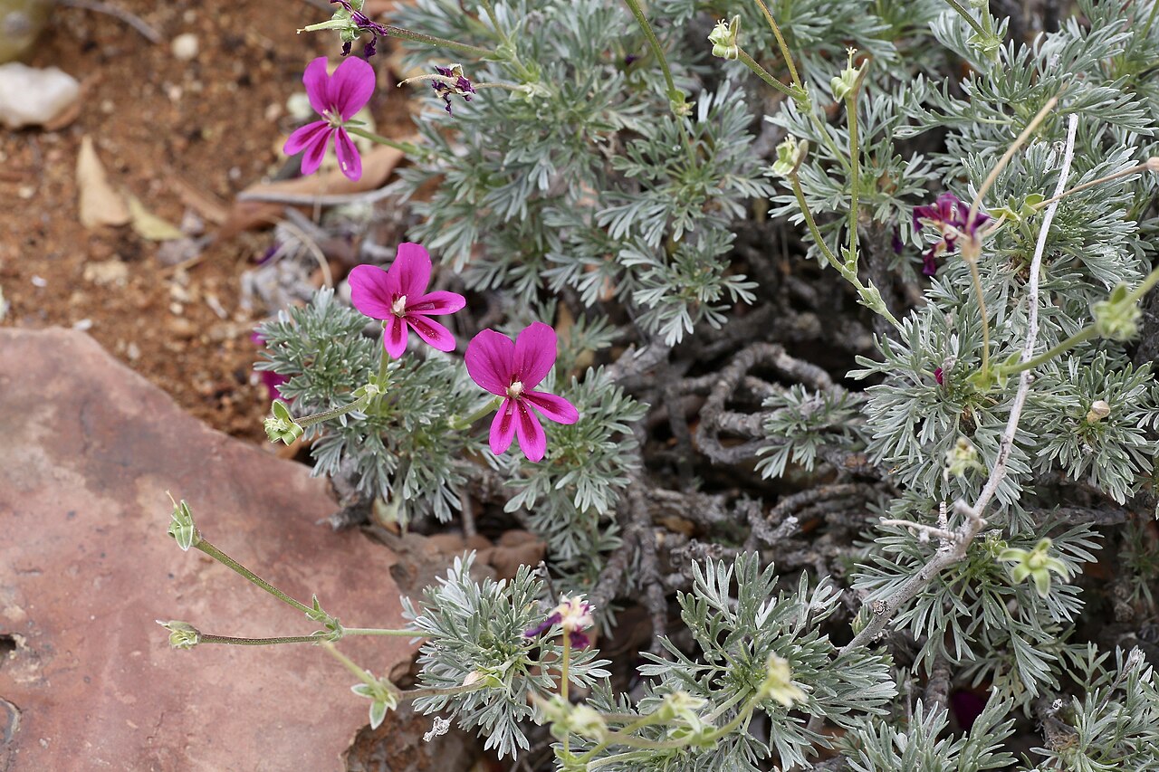 Pelargonium sericifolium: Goegap Nature Reserve garden, Springbok, Namaqualand, Northern Cape, South Africa
