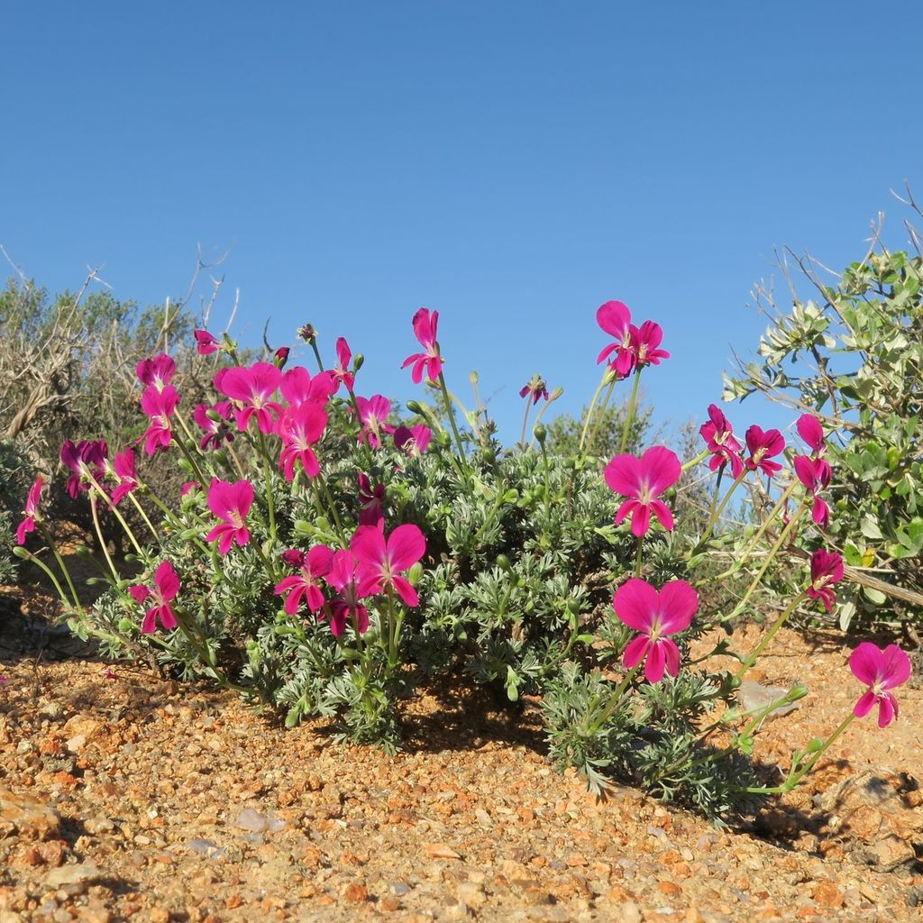 Pelargonium sericifolium (Pelargonium sericifolium)