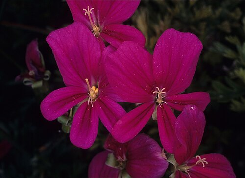 Pelargonium sericifolium: Pelargonium sericifolium (Geraniaceae), from Namaqualand, South Africa