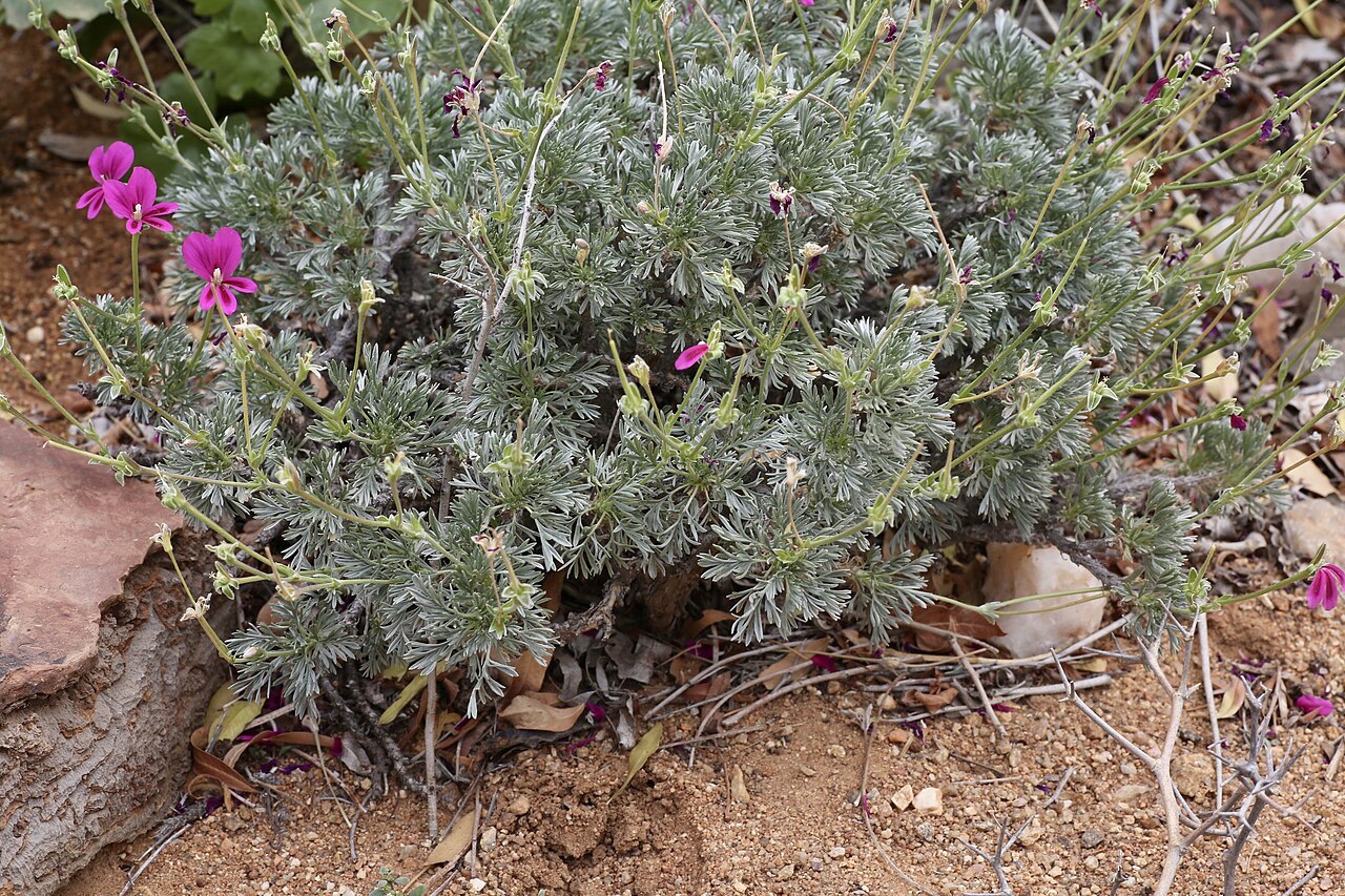 Pelargonium sericifolium: Goegap Nature Reserve garden, Springbok, Namaqualand, Northern Cape, South Africa