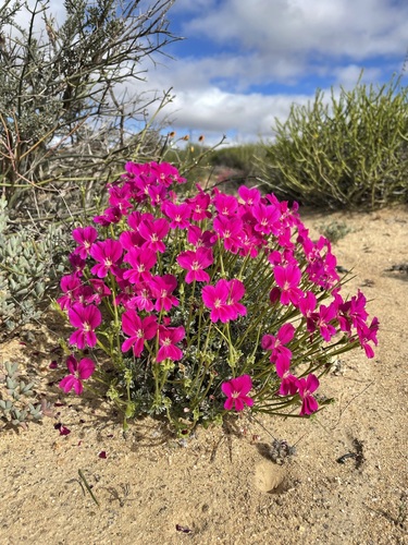 Pelargonium sericifolium (Pelargonium sericifolium)