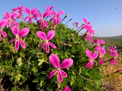 Pelargonium sericifolium (Pelargonium sericifolium)