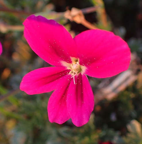 Pelargonium sericifolium (Pelargonium sericifolium)