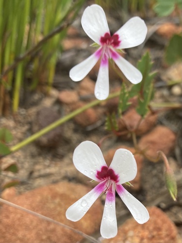 Pelargonium setulosum (Pelargonium setulosum)