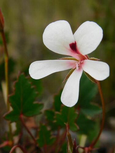 Pelargonium setulosum (Pelargonium setulosum)