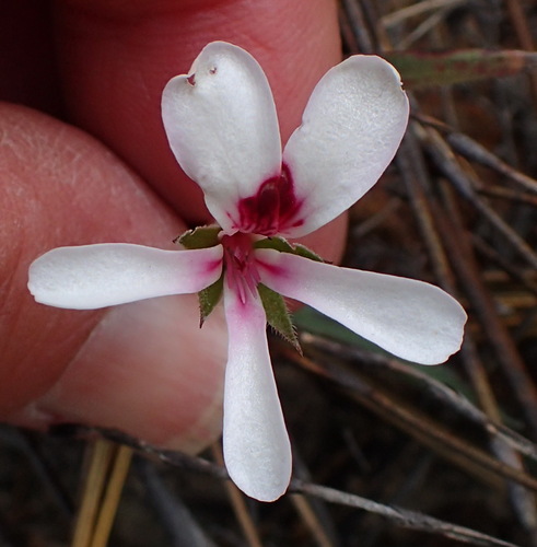 Pelargonium setulosum (Pelargonium setulosum)