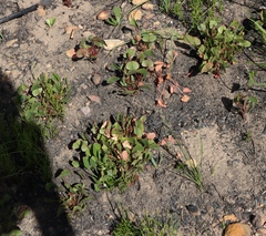 Pelargonium setulosum (Pelargonium setulosum)