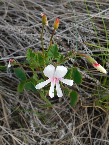 Pelargonium setulosum (Pelargonium setulosum)