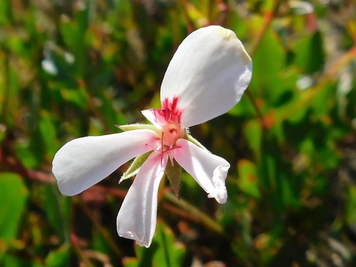 Pelargonium setulosum (Pelargonium setulosum)