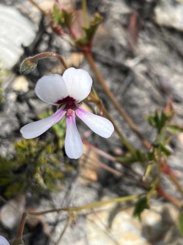 Pelargonium setulosum (Pelargonium setulosum)