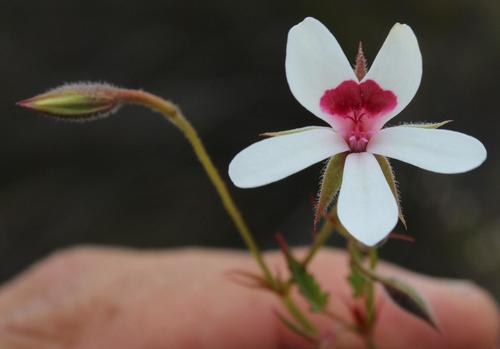 Pelargonium setulosum (Pelargonium setulosum)
