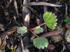 Pelargonium setulosum (Pelargonium setulosum)