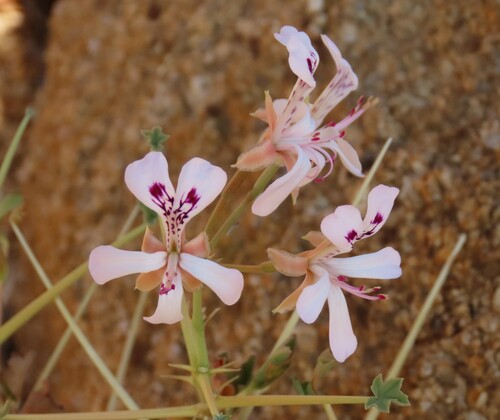 Thorny pelargonium (Pelargonium spinosum)