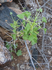 Thorny pelargonium (Pelargonium spinosum)