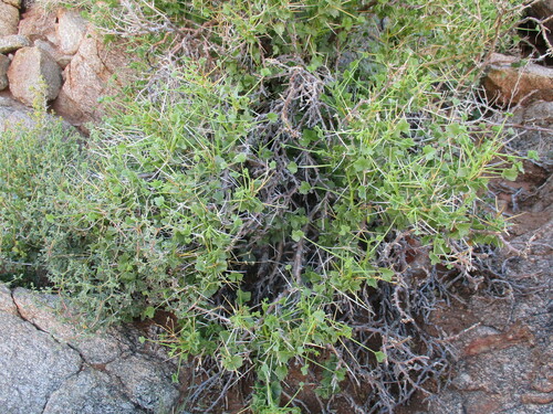 Thorny pelargonium (Pelargonium spinosum)