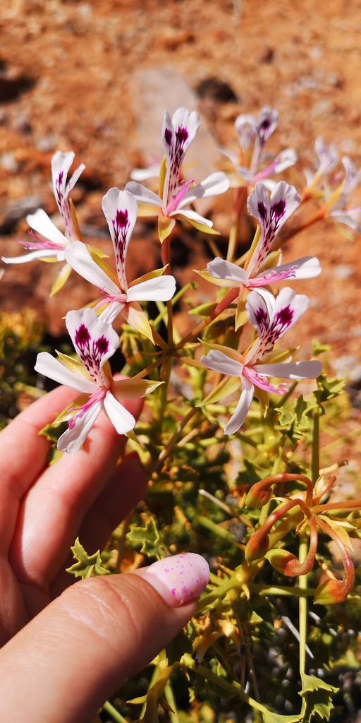 Thorny pelargonium (Pelargonium spinosum)
