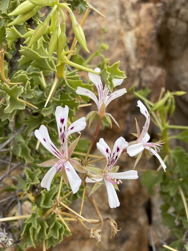 Thorny pelargonium (Pelargonium spinosum)