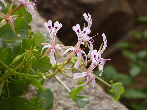 Thorny pelargonium (Pelargonium spinosum)