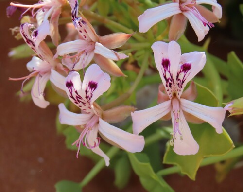 Thorny pelargonium (Pelargonium spinosum)