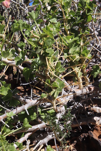 Thorny pelargonium (Pelargonium spinosum)