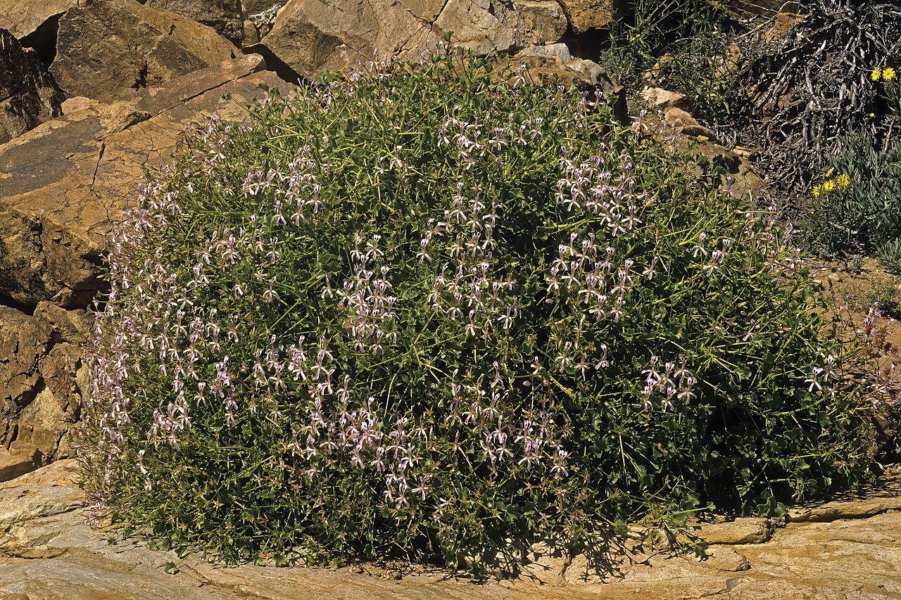 Thorny pelargonium: Pelargonium spinosum , plant in flower; between Rosh Pinah and Obib Mountain, Diamond Area 1, Namib Desert, Namibia