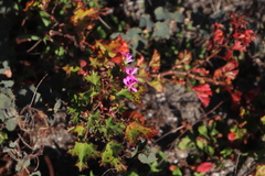 Pelargonium sublignosum (Pelargonium sublignosum)