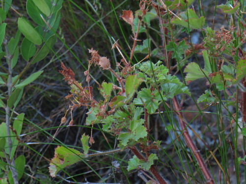 Pelargonium sublignosum (Pelargonium sublignosum)