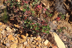 Pelargonium sublignosum (Pelargonium sublignosum)