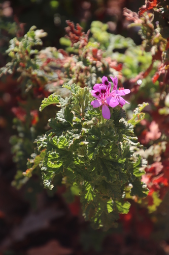 Pelargonium sublignosum (Pelargonium sublignosum)