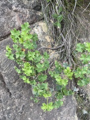 Pelargonium sublignosum (Pelargonium sublignosum)